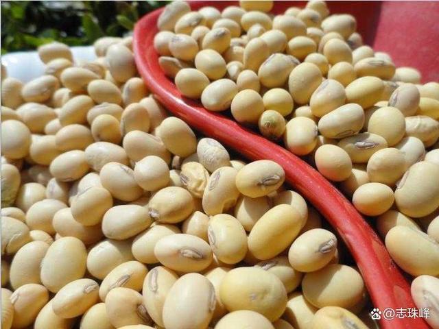 巴西大豆收割率不到去年同期一半水平,远期销售滞后